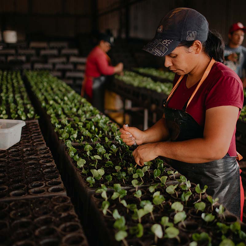 Moka Clube - Specialty coffees from Brazil
